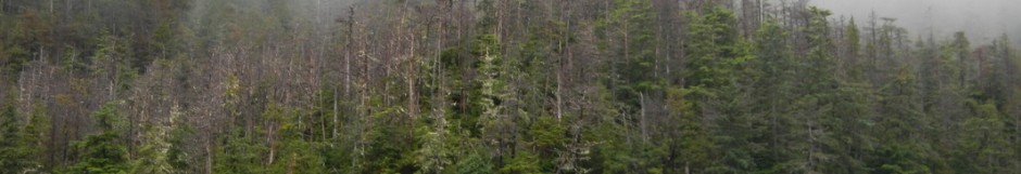 Alaskan Yellow Cedar